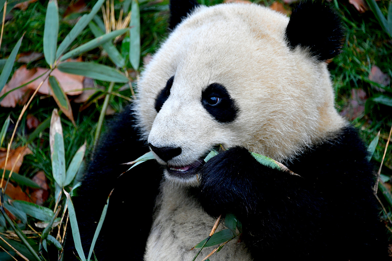 Panda mangeant des feuilles de bambous